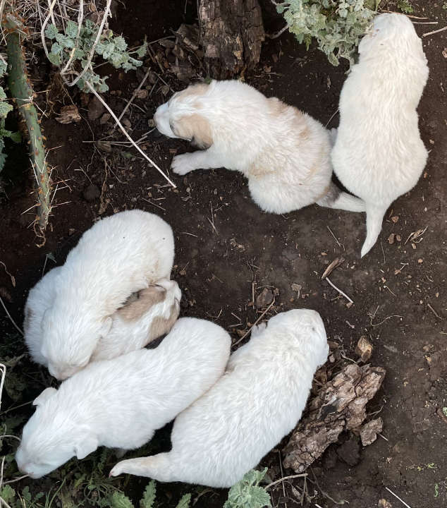 Great Pyrenees Puppies